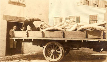 Ivory Trade CT